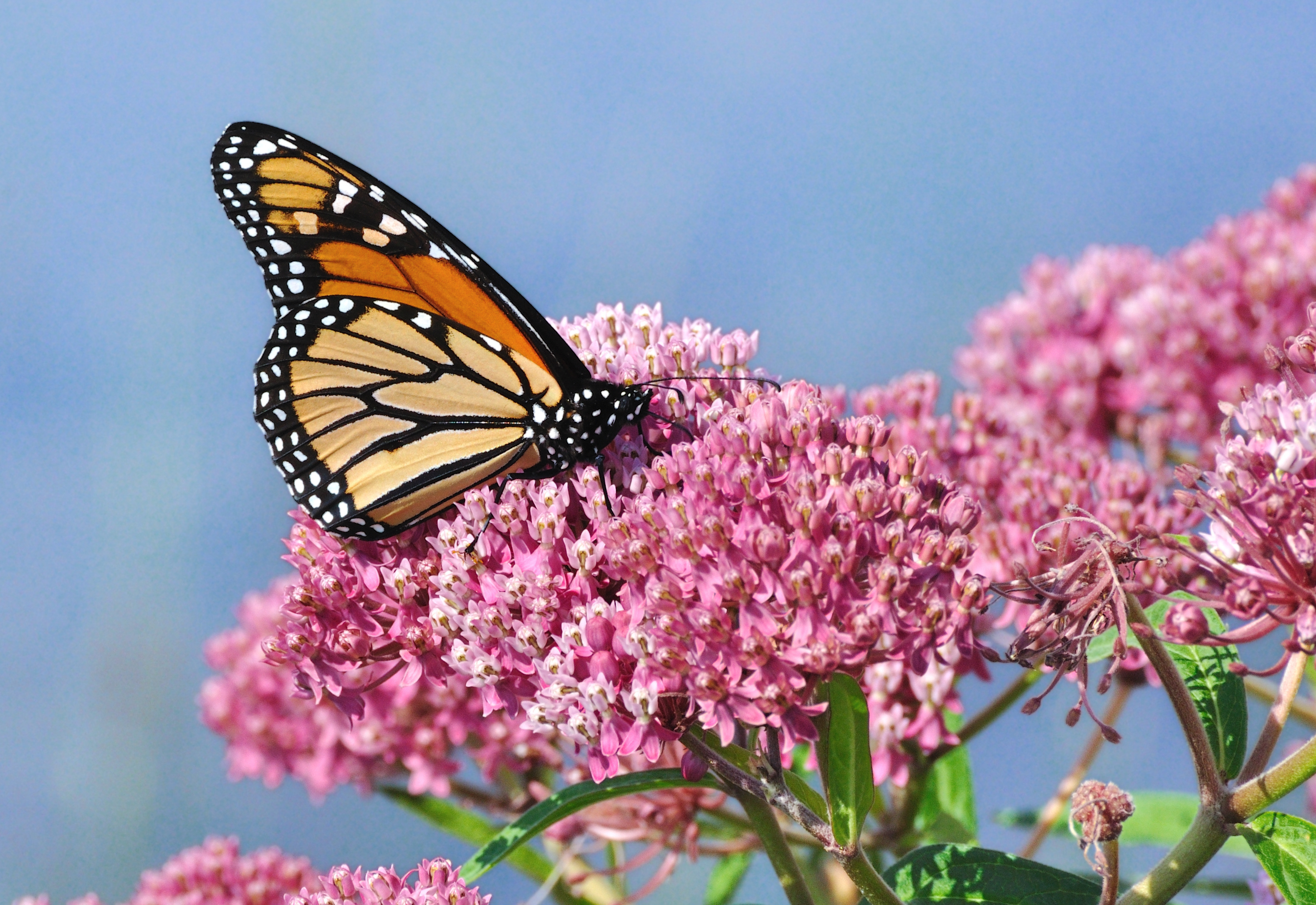 Conservation efforts needed to support monarch butterfly population  recovery