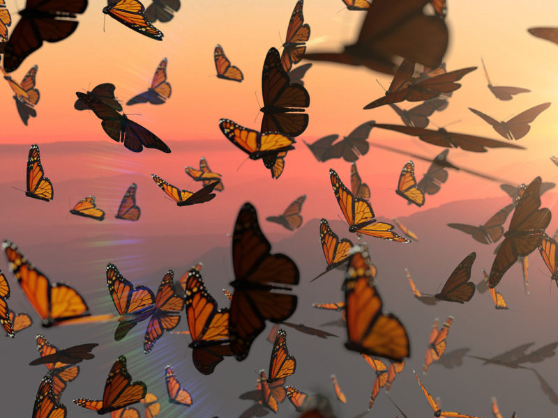 monarch butterflies at dusk