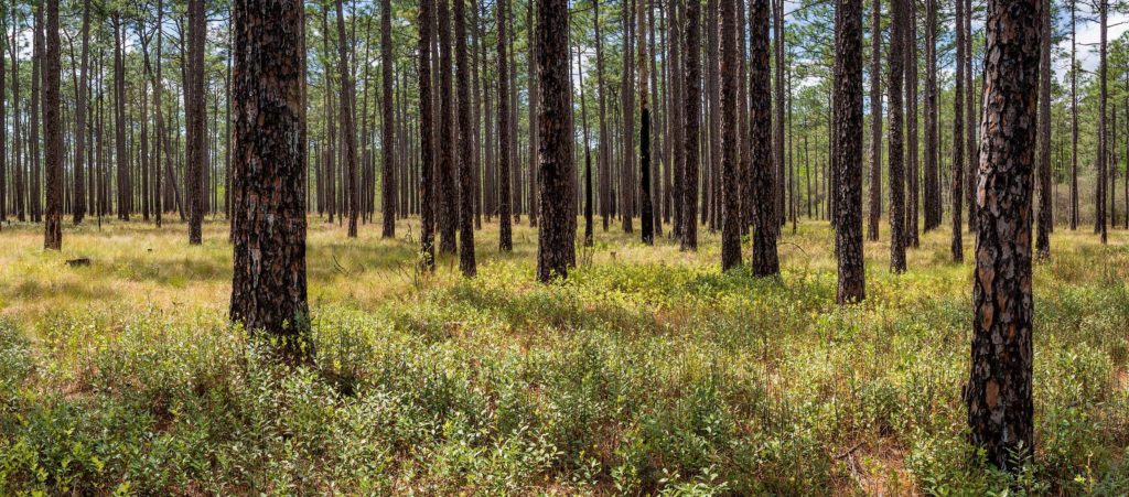 longleaf pine conservation