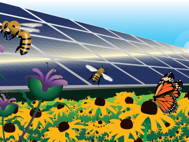 Pollinator Solar Arrays