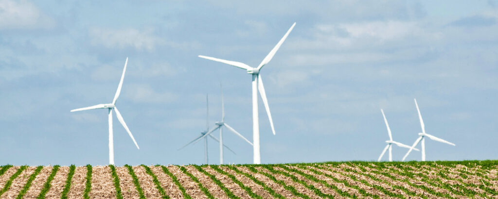 corn field with wind turbines in Minnesota.