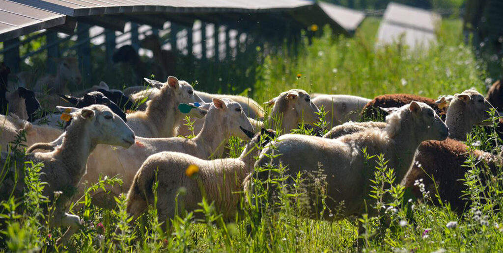 Grazing sheep under solar panels