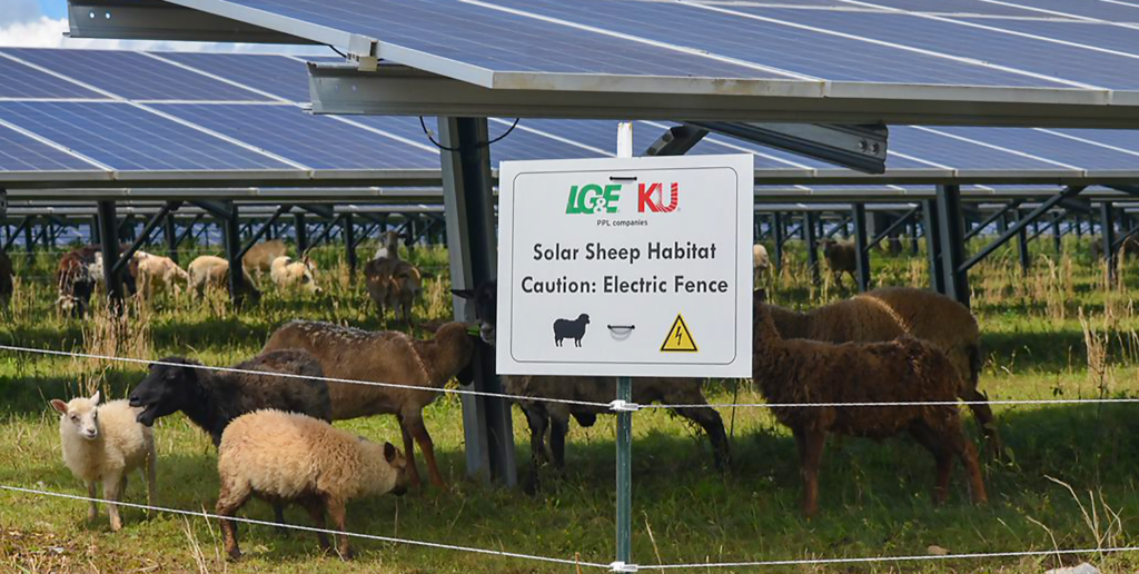 LG&E and KU solar sheep habitat