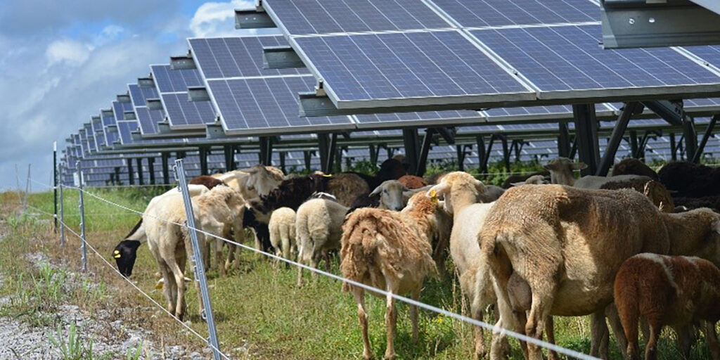 solar sheep habitat