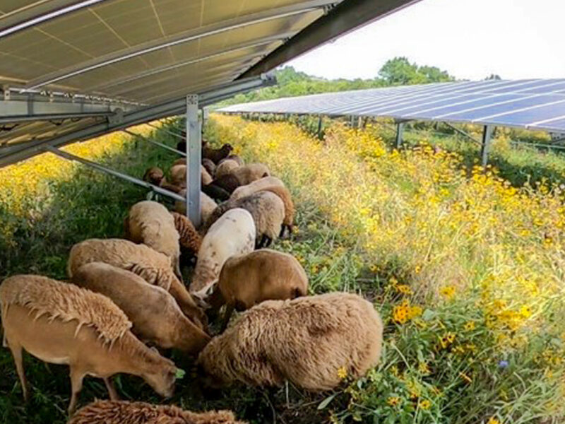 Agrivoltaics, grazing sheep