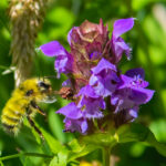Bee on Self-heal flower