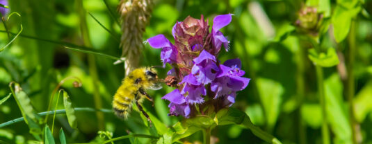 Bee on Self-heal flower