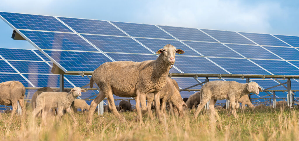 artificial intelligence and agrivoltaics with grazing sheep