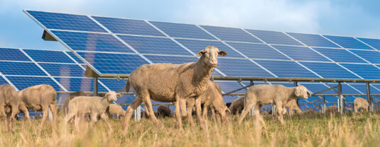 artificial intelligence and agrivoltaics with grazing sheep