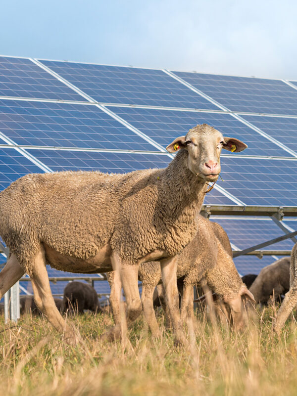 artificial intelligence and agrivoltaics with grazing sheep