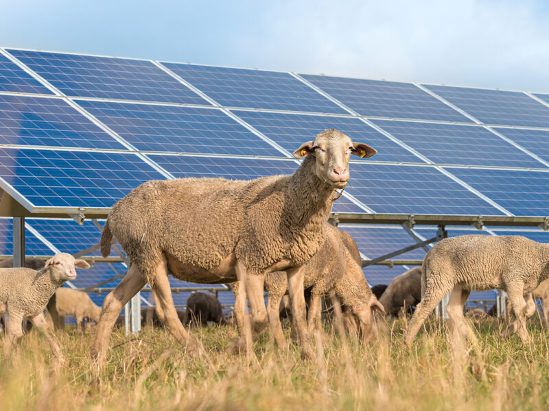 artificial intelligence and agrivoltaics with grazing sheep